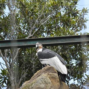 Andean condor [2019]