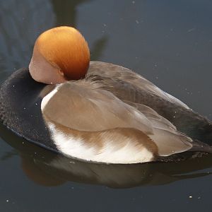 Red-crested pochard drake (Netta rufina), 2007-12-16