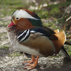 Mandarin duck drake (Aix galericulata), 2008-02-03
