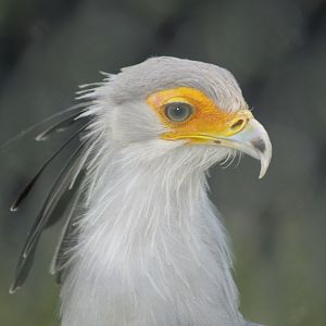 Secretary bird (Sagittarius serpentarius), 2008-02-03