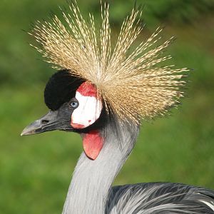 Eastern grey crowned crane (Balearica regulorum gibbericeps), 2008-03-31