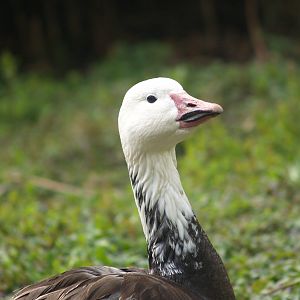 Blue phase snow goose (Anser caerulescens), 2008-05-02