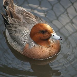 Eurasian wigeon drake (Mareca penelope), 2008-05-02