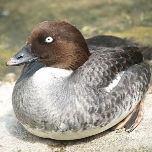 Female Common goldeneye (Bucephala clangula), 2008-05-02