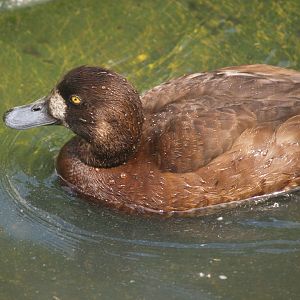 Female European greater scaup (Aythya marila marila), 2008-05-02