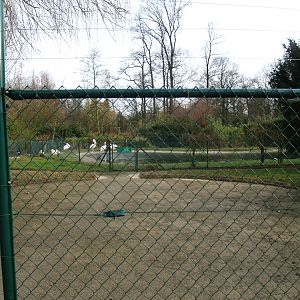 Former waterfowl breeding area -Central Great white pelican exhibit, 2008-05-02