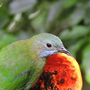 Golden-fronted leafbird [2016]