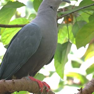 Pinon's imperial pigeon [2016]