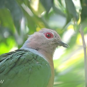 Purple-tailed imperial pigeon [2016]