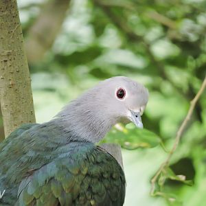 Green imperial pigeon [2016]