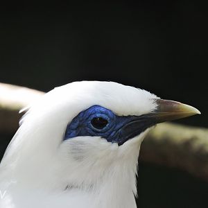 Bali myna [2016]
