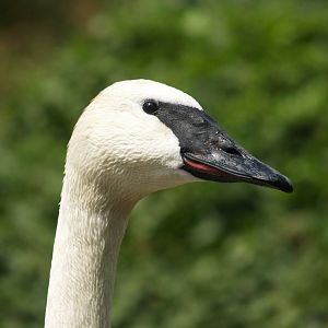 Trumpeter swan (Cygnus buccinator), 2008-05-02