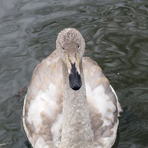 Juvenile Whooper swan (Cygnus cygnus), 2009-02-07