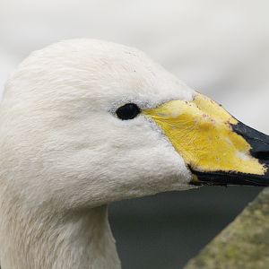Juvenile Whooper swan (Cygnus cygnus), 2009-02-07