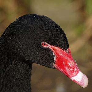 Black swan (Cygnus atratus), 2009-03-01