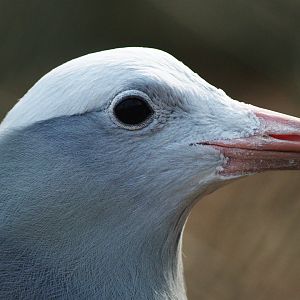 Blue crane or Stanley crane (Anthropoides paradisea), 2009-03-01
