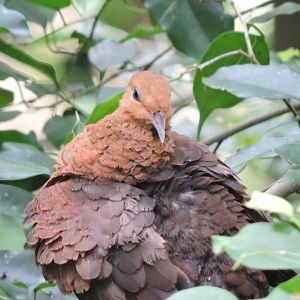 Ruddy cuckoo-dove [2016]