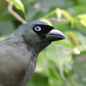 Racket-tailed treepie [2016]