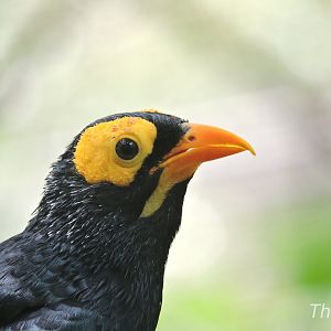 Yellow-faced myna [2019]