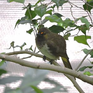 Straw-headed bulbul [2016]