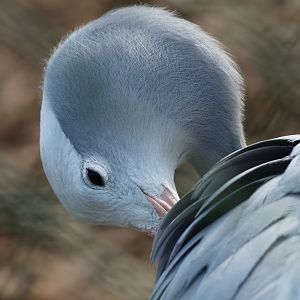 Blue crane or Stanley crane (Anthropoides paradisea), 2009-03-01