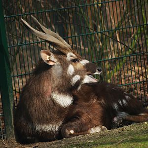 Male Western sitatunga (Tragelaphus spekii gratus), 2009-03-01