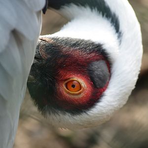White-naped crane (Antigone vipio), 2009-03-01