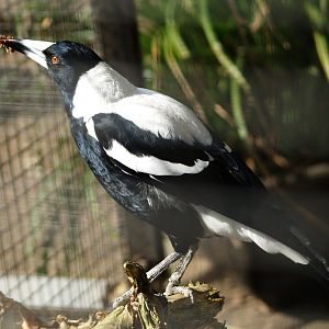 White-backed Australian magpie (Gymnorhina tibicen hypoleuca), 2009-03-22