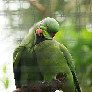 Indian ring-necked parakeets (Psittacula krameri), 2010-04-05