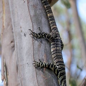 Lace Monitor juvenile