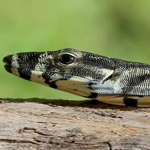 Lace Monitor juvenile