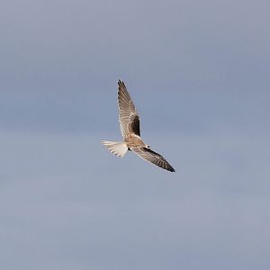 Black-shouldered Kite juvenile