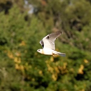 Black-shouldered Kite juvenile