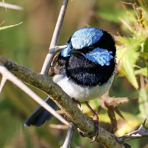 Superb Blue Wren