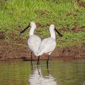 Royal Spoonbill