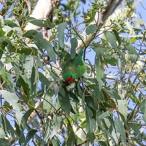 Little Lorikeet