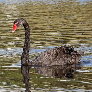 Black Swan