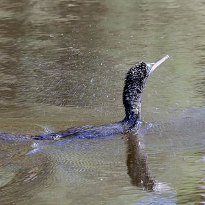 Little Black Cormorant shaking off the water