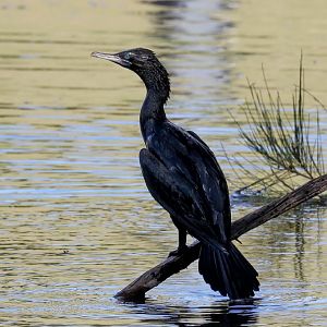 Little Black Cormorant
