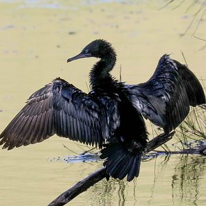 Little Black Cormorant