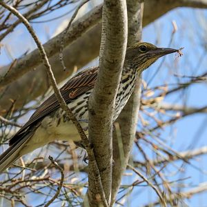 Olive-backed Oriole with dinner