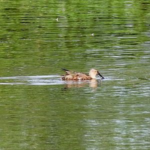 Australian Shoveller (male in non-breeding plumage)