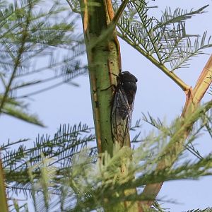 Black Prince Cicada