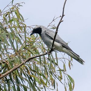 Black-faced Cuckoo-shrike