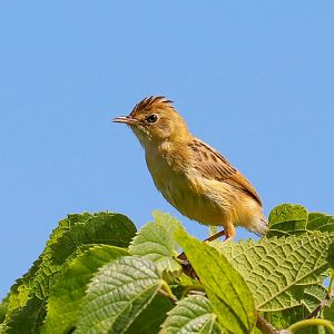 Golden-headed Cisticola