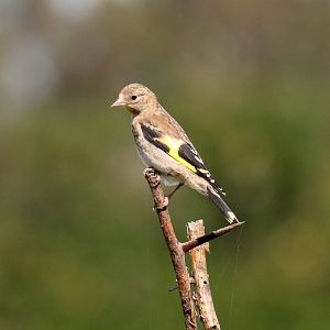 Eurasian Goldfinch juvenile