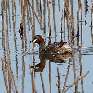 Australian Grebe
