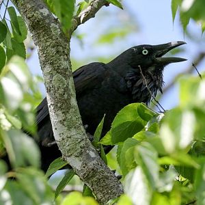 Australian Raven