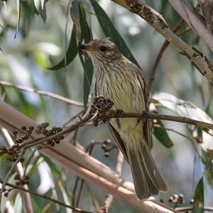Rufous Whistler juvenile