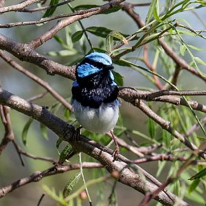 Superb Blue Wren